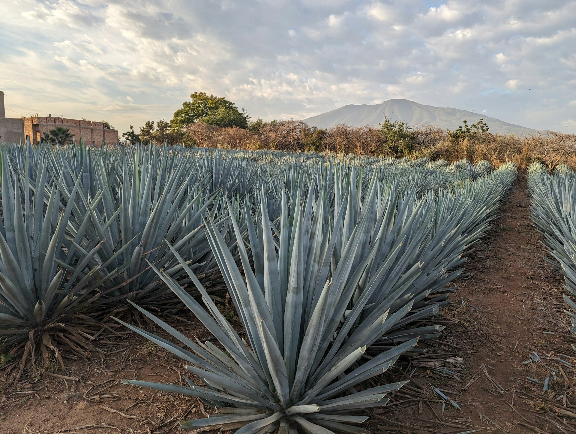 Tradición mezcalera de Guerrero